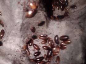 10490 Dougsbugz Little Kenyan Roaches Paraplecta 60 Mixed Sizes
