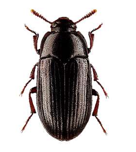 2783 Dougsbugz.com Black Cleaner Buffalo Beetles Dubia Roach Terrarium Tank Lesser Mealworms