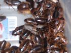 Dubia Roach Starter Colony Kit 30 Adult F 15 M 100 Mixed Crates Food 680474015214