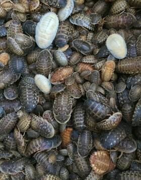 Dubia Roaches 371904481005 200 Large