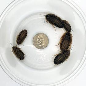 Dubiaroaches 645759007759 100 Large Dubia Roaches