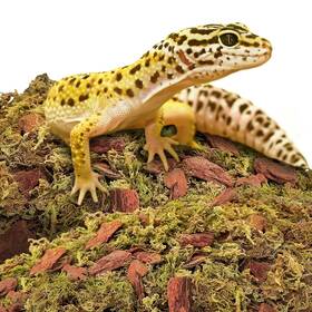 Duspro 686514695156 Reptile Bedding Forest Moss Mix Pine Bark Substrate For Tank Floor