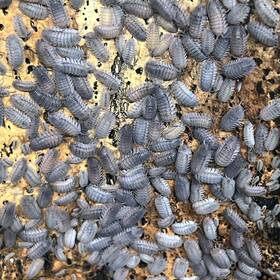 Exo-morphs 198168084465 25 Ct. Armadillidium Peraccae Isopods - Live Arrival