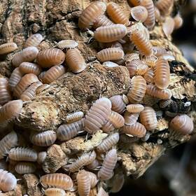Exo-morphs 198168351086 12 Ct. Cubaris Murina Inch Papaya Isopods - Live Arrival