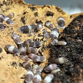 Exo-morphs 198715294750 12 Ct. Cubaris Sp. Inch Panda King Isopods - Live Arrival