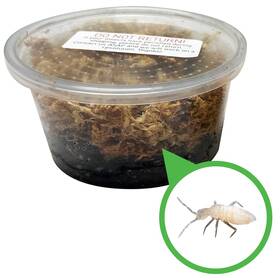 Exo-morphs 198715465914 8 Oz. Temperate Springtail Starter Culture - Live Arrival Guaranteed