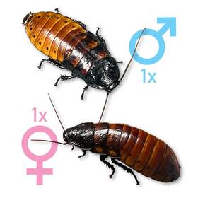 Exo-morphs 199284820067 Adult Live Madagascar Hissing Cockroach Breeding Pair - 1 Male And Female Lag