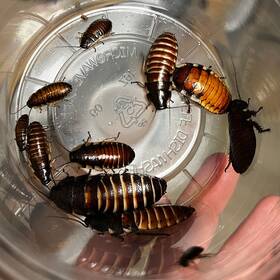 Exo-morphs 199284849662 1000 Ct. Madagascar Hissing Cockroach Live Starter Colony -