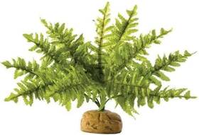 Exo Terra 015561229906 Boston Fern Terrarium Plant Small