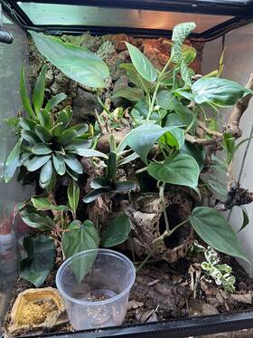 Pt-2746 Exo Terra Frogs And Co -advanced Bio Active Habitat -small/tall 18x18x24