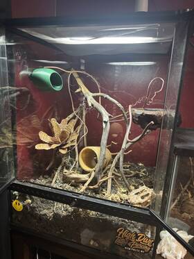 Pt2595 Exo Terra Mini X-tall 12 Inch X 24 Rainforest Terrarium