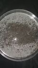 Feeders For Friends 1000 Silkworm