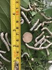 Feeders For Friends Live Silkworms Standard White Worms