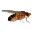 Ba000053200 Ffhsac Timberline Live Flightless Fruit