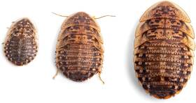 Fluker Farms 313047363312 Flukers Live Dubia Roaches 50 Count Feeder Insects Medium
