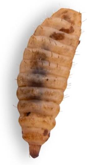 Flukers 445003499438 Live Black Soldier Fly Larvae 100 Count Reptile Chicken Food