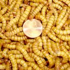 G500 500ct Mealworms Live Giant