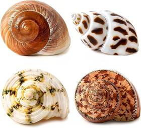 Gzerupes 750250452509 Conch Shell Hermit Crab Set Assorted For Medium To Large Crabs