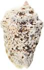 97612009378 Hc37 Zoo Med Hermit Crab Growth Shell Large