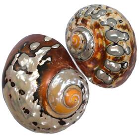 1.31.9 Iao.v.p 793898221977 2pcs Hermit Crab Turbo Shells M/l Size Opening Inch Natural Sea Conch Tu