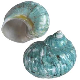 Iao.v.p 793898222066 2pcs Hermit Crab Shells Xl Size Opening 1.73 Inch Natural Sea Conch Turbo Seashel