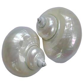 Iao.v.p 793898871516 2pcs Shiny Shells Xxl Size Opening 1.9-2.1 Inch Natural Hermit Crab Sea Conch Tur