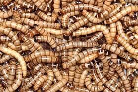 Inc. 445008723705 200 - Live- Brand- Superworms Kingworms Zophobas Morio
