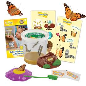B07s3yq777 Insect Lore Cup Of Caterpillars Deluxe - 5 Live Baby ... Fast Ship