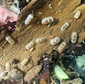 Aemarb-30 Isopod Factory 30 Armadillidium Espanyoli Marbleized Isopods Clean Up Crew