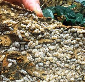 Aemarb-50 Isopod Factory 50 Armadillidium Espanyoli Marbleized Isopods Clean Up Crew
