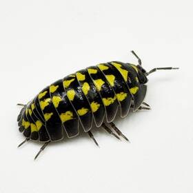 Agest-25 Isopod Factory 25 Armadillidium Gestroi Isopods Bioactive Clean Up Crew