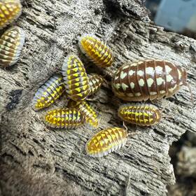 Agest-tpos-12 Isopod Factory 12 Armadillidium Gestroi T Positive Albino Isopods Bioactive