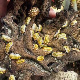 Agest-tpos-6 Isopod Factory 6 Armadillidium Gestroi T Positive Albino Isopods Bioactive