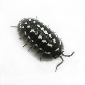 Agest-zing-12 Isopod Factory 12 Armadillidium Gestroi Zinger Isopods Bioactive Clean Up Crew