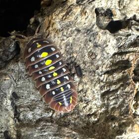 Aklu-dub-25 Isopod Factory 25 Armadillidium Klugii Dubrovik Isopods Bioactive Clean Up