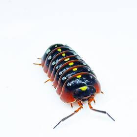 Aklu-mon-25 Isopod Factory 25 Armadillidium Klugii Montenegro Isopods Bioactive Clean Up