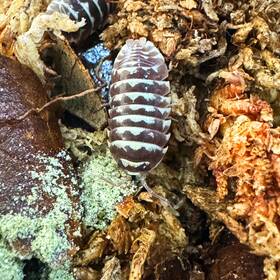 Amac-chz-100 Isopod Factory 100 Armadillidium Maculatum Chocolate Zebra Bioactive Clean Up