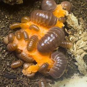 Ao-oc-25 Isopod Factory 25 Armadillo Officinalis Orange Crush Isopods Bioactive Clean Up