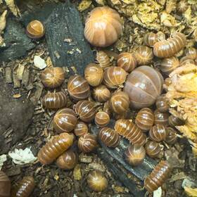 Ao-oc-50 Isopod Factory 50 Armadillo Officinalis Orange Crush Isopods Bioactive Clean Up