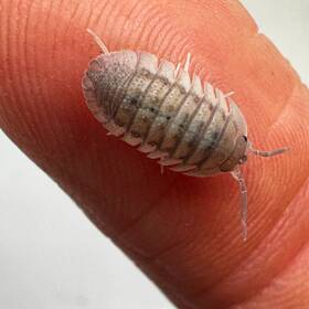 Aperac-50 Isopod Factory 50 Armadillidium Peraccae Isopods Bioactive Terrarium Clean Up