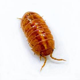 Avul-ovig-15 Isopod Factory 15 Armadillidium Vulgare Orange Vigor Isopods Bioactive Clean Up