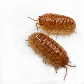 Avul-ovig-25 Isopod Factory 25 Armadillidium Vulgare Orange Vigor Isopods Bioactive Clean Up