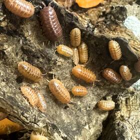Avul-ovig-50 Isopod Factory 50 Armadillidium Vulgare Orange Vigor Isopods Bioactive Clean Up