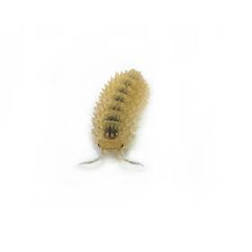 Carm-mur-10 Isopod Factory 10 Cristarmadillidium Muricatum Spiky Pineapple Isopods Cuc