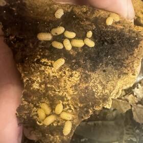 Carm-mur-15 Isopod Factory 15 Cristarmadillidium Muricatum Spiky Pineapple Isopods Cuc