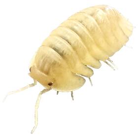 Csp-are-6 Isopod Factory 6 Cubaris Sp. Albino Red Edge Isopods Bioactive Terarrium