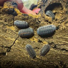 Csp-happn-25 Isopod Factory 25 Cubaris Sp. Happy Nun Isopods Bioactive Clean Up Crew
