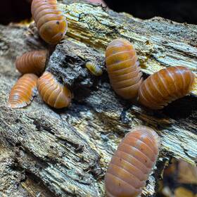 Csp-pk-cit-50 Isopod Factory 50 Cubaris Sp. Citrus Panda King Isopods Bioactive Clean Up Crew