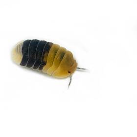 Csp-rbee-6 Isopod Factory 6 Cubaris Sp. Rubber Bee Isopods Bioactive Clean Up Crew
