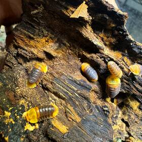 Csp-rd-50 Isopod Factory 50 Cubaris Sp. Rubber Ducky Isopods Bioactive Clean Up Crew